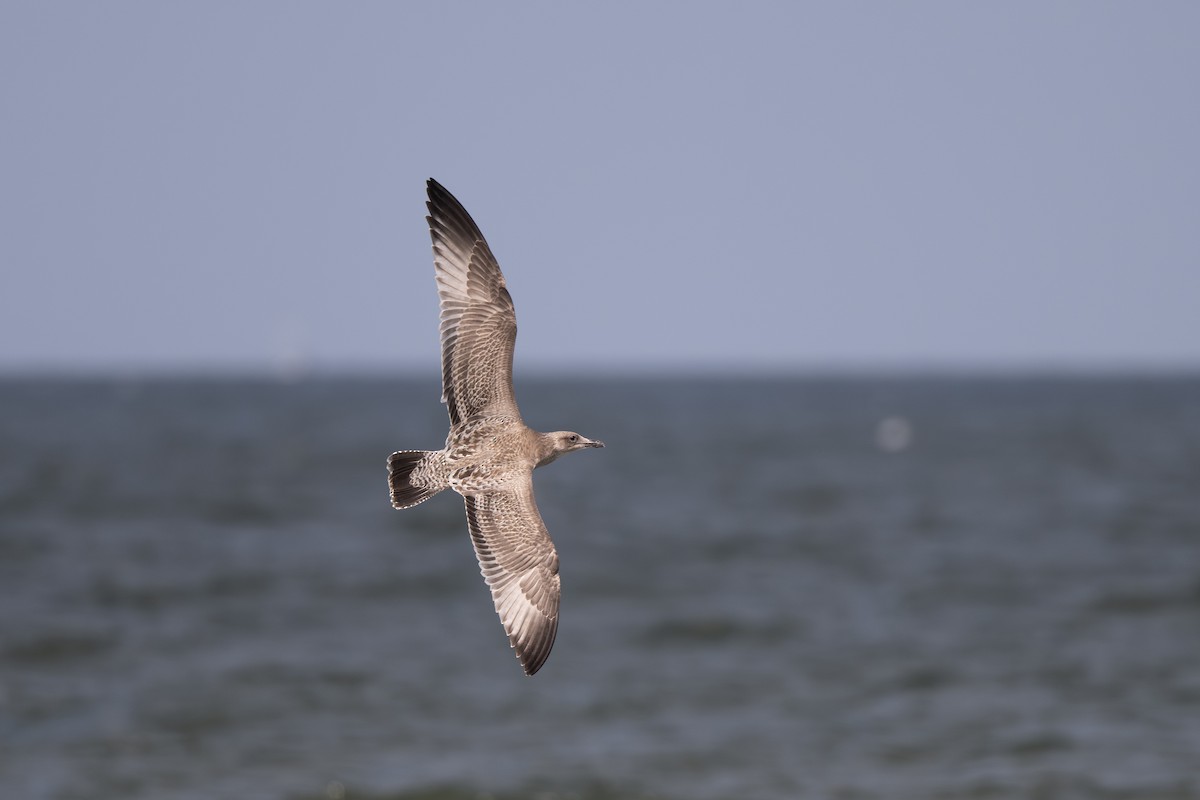 American Herring Gull - ML642777860