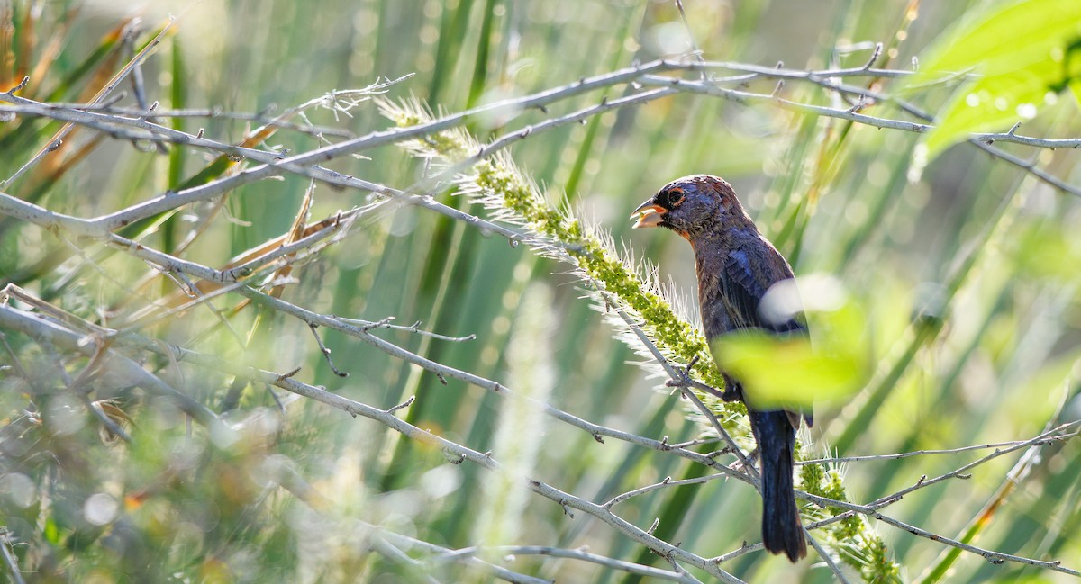 Varied Bunting - ML642777861