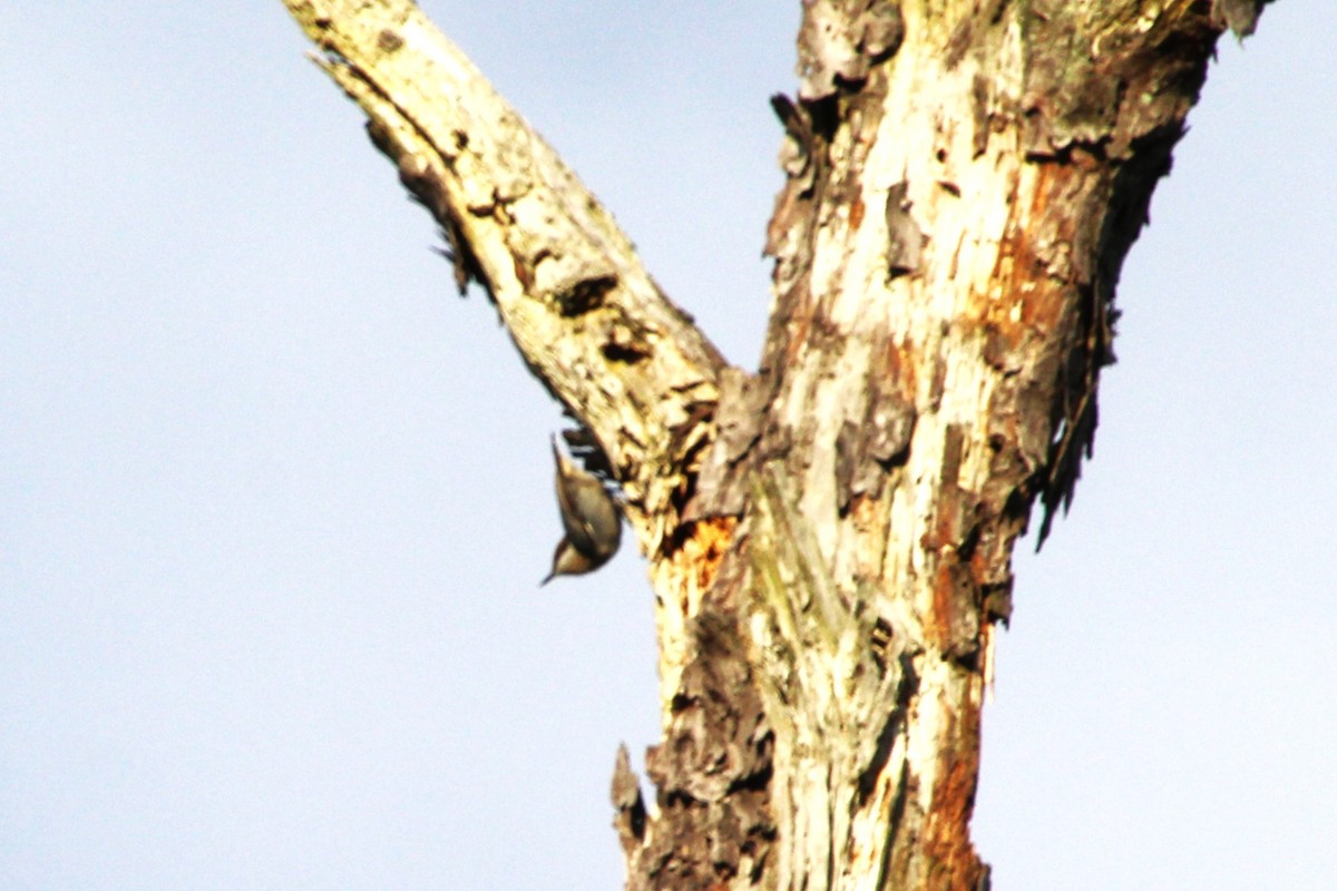 Brown-headed Nuthatch - ML642777864