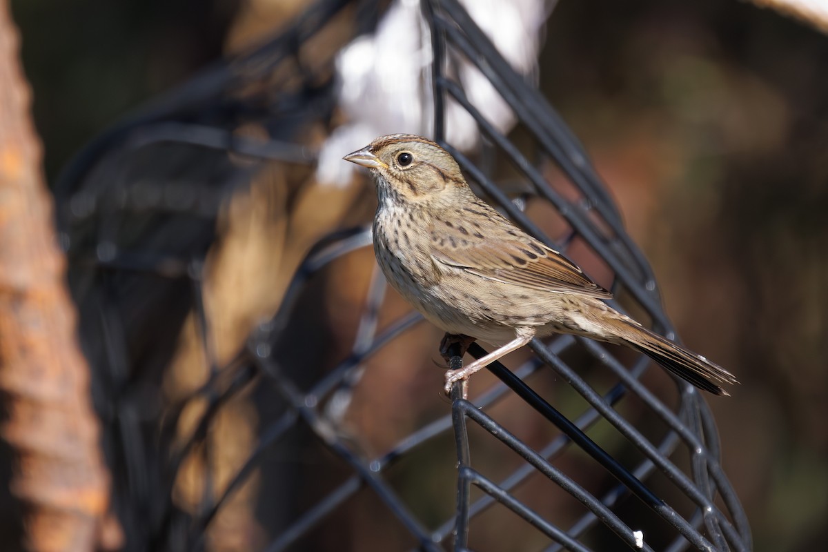 Lincoln's Sparrow - ML642777873