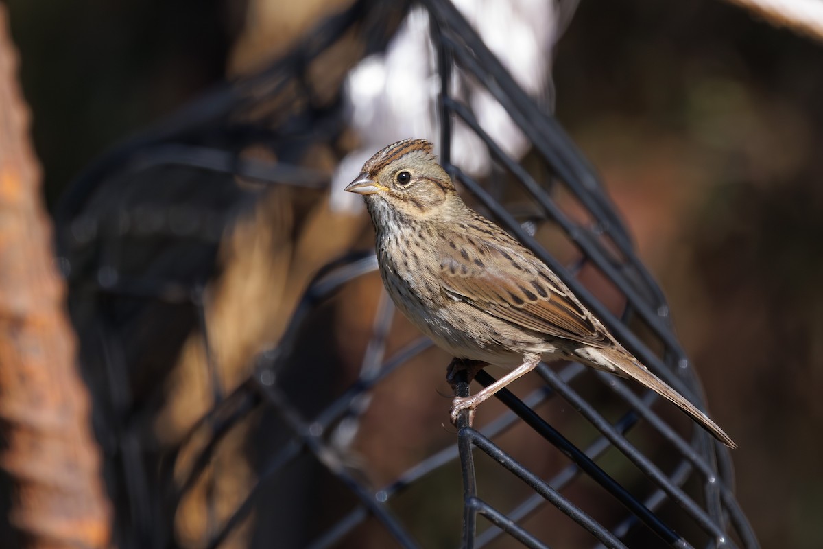 Lincoln's Sparrow - ML642777874