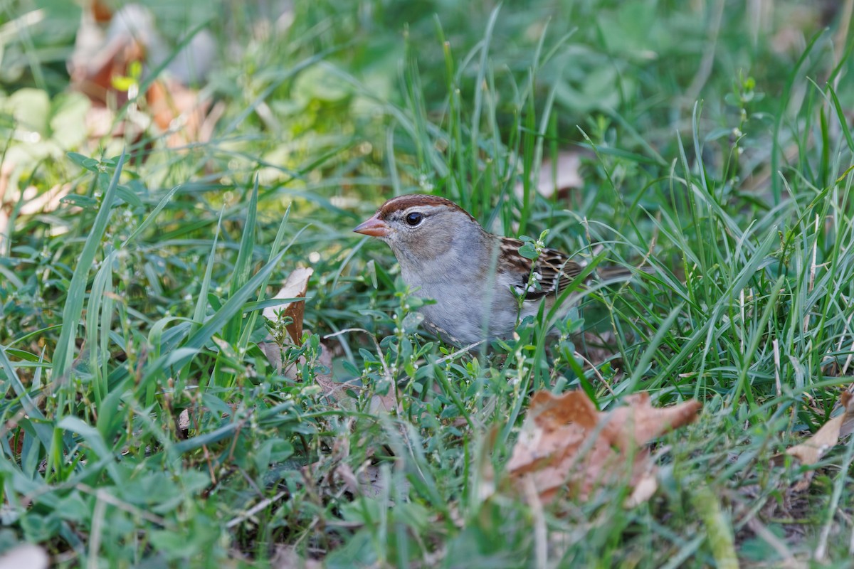 White-crowned Sparrow (leucophrys) - ML642777879