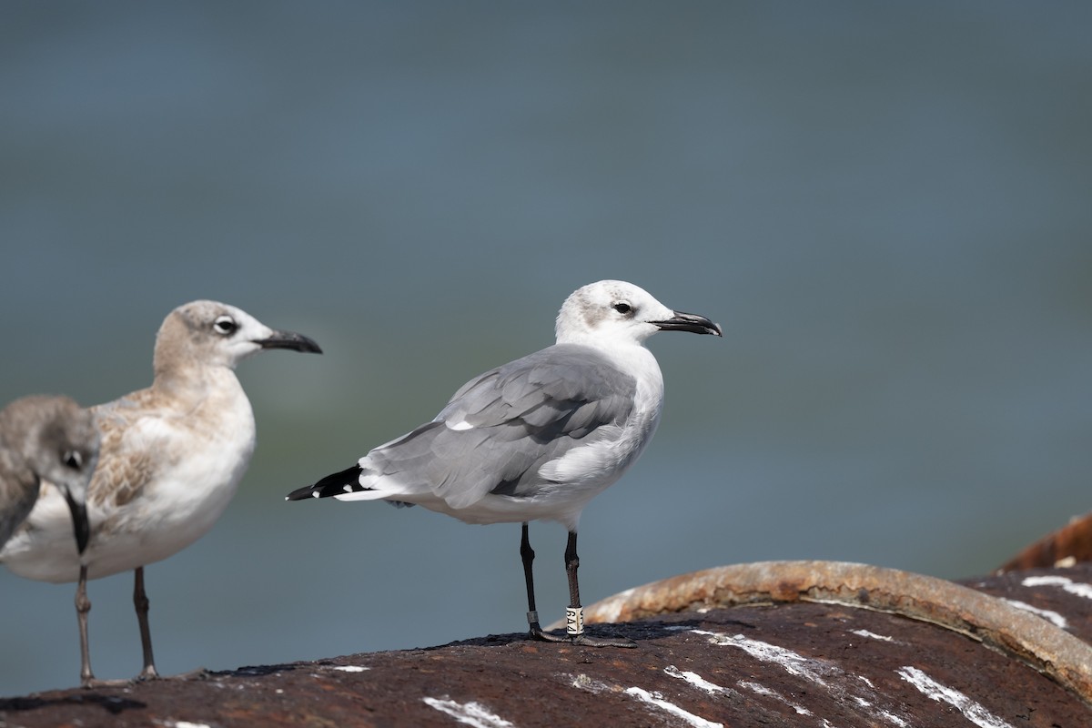 Laughing Gull - ML642777887