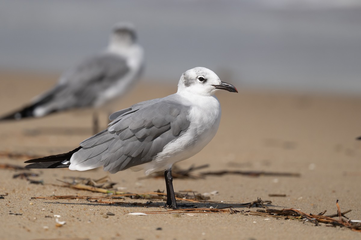 Laughing Gull - ML642777888
