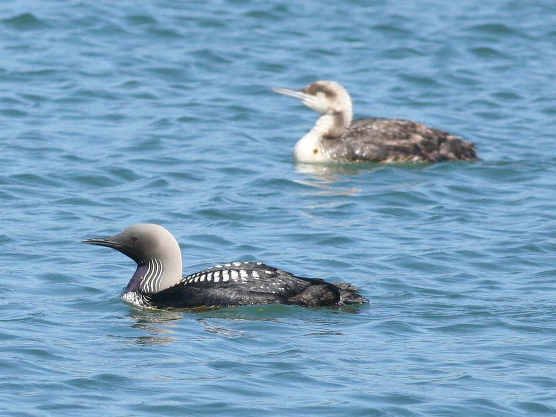 Pacific Loon - Matthew Bowman