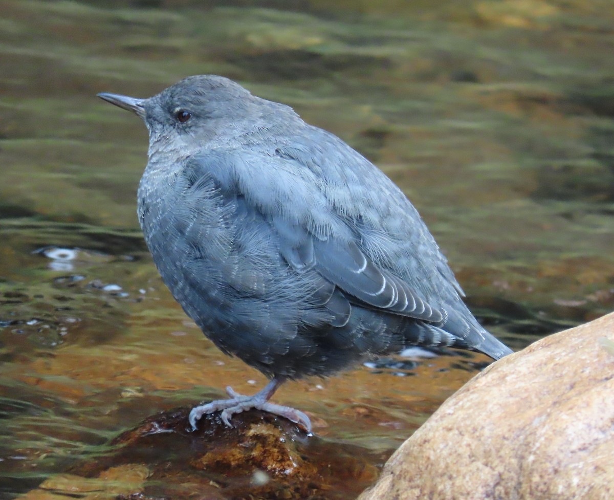 American Dipper - ML642777912