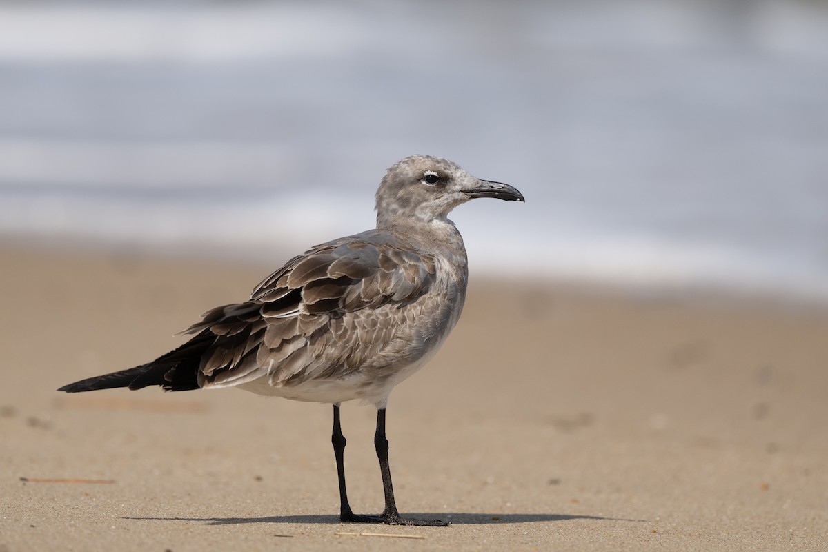 Laughing Gull - ML642777921