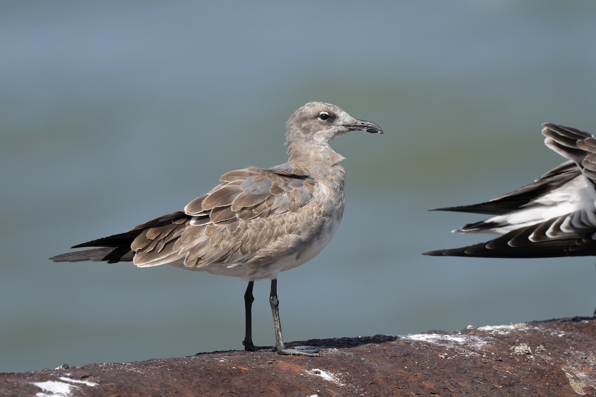 Laughing Gull - ML642777922