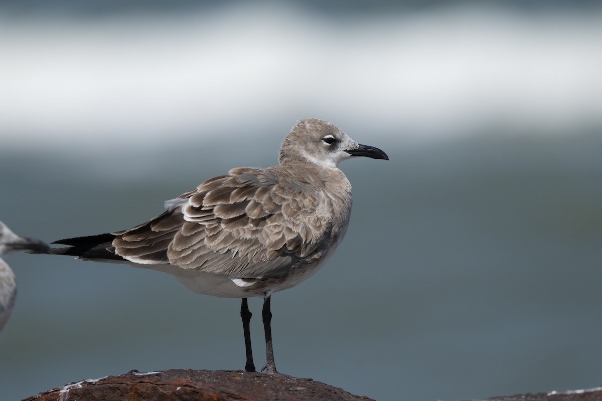 Laughing Gull - ML642777923