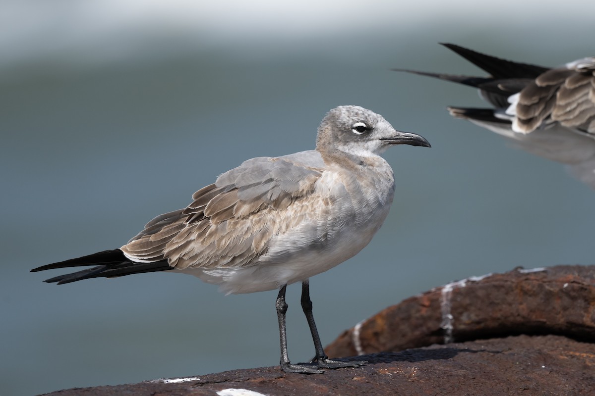 Laughing Gull - ML642777924