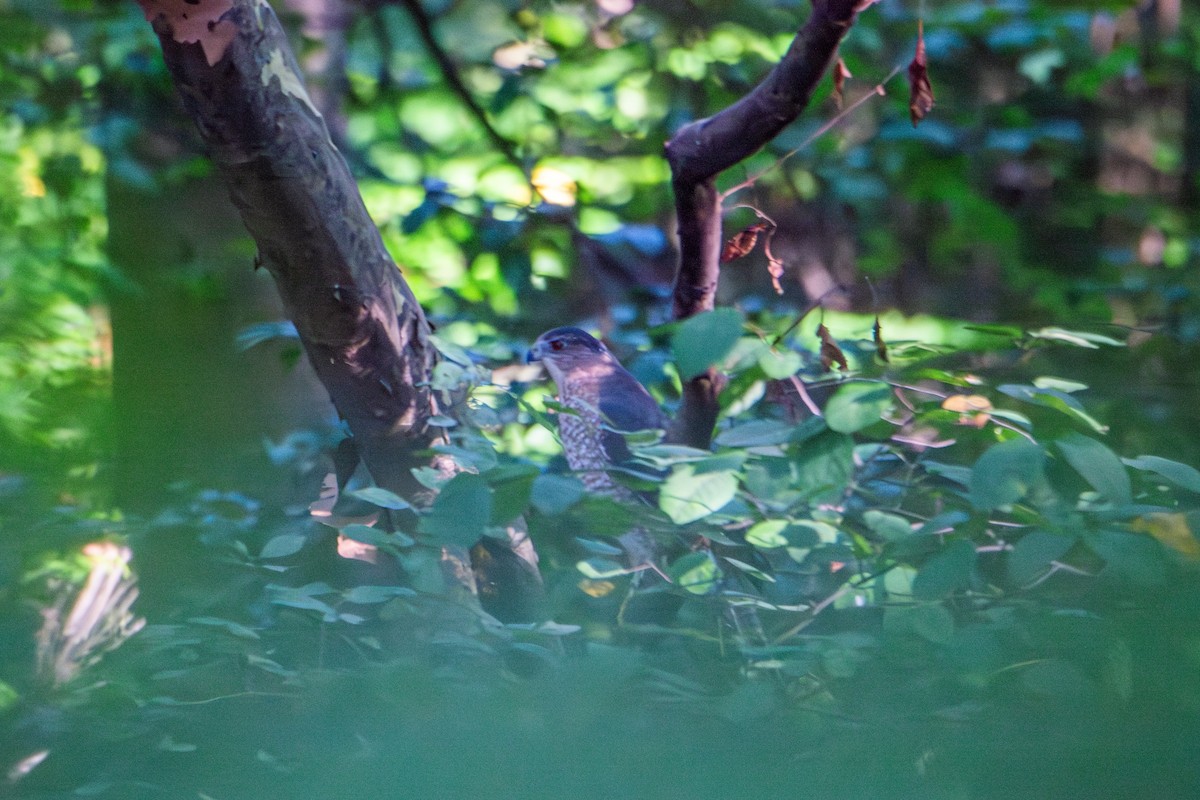 Cooper's Hawk - ML642777951