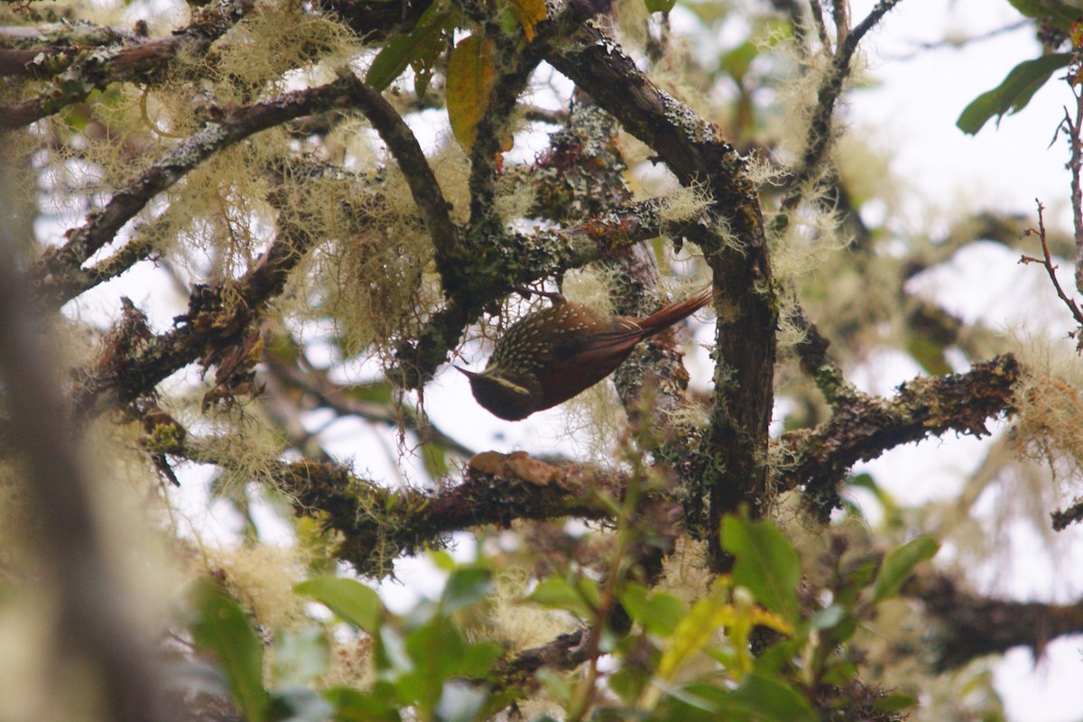 Anabasitte perlée - ML642777958