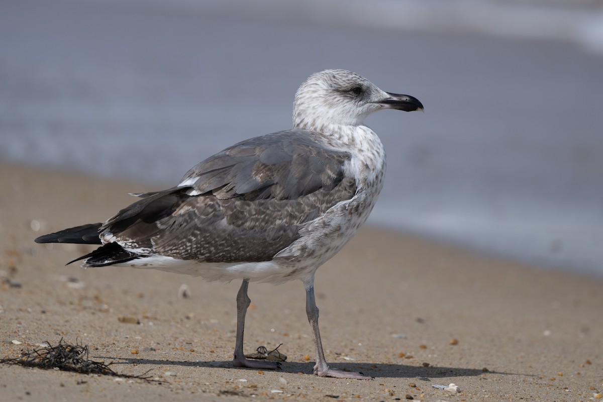 Lesser Black-backed Gull - ML642777967