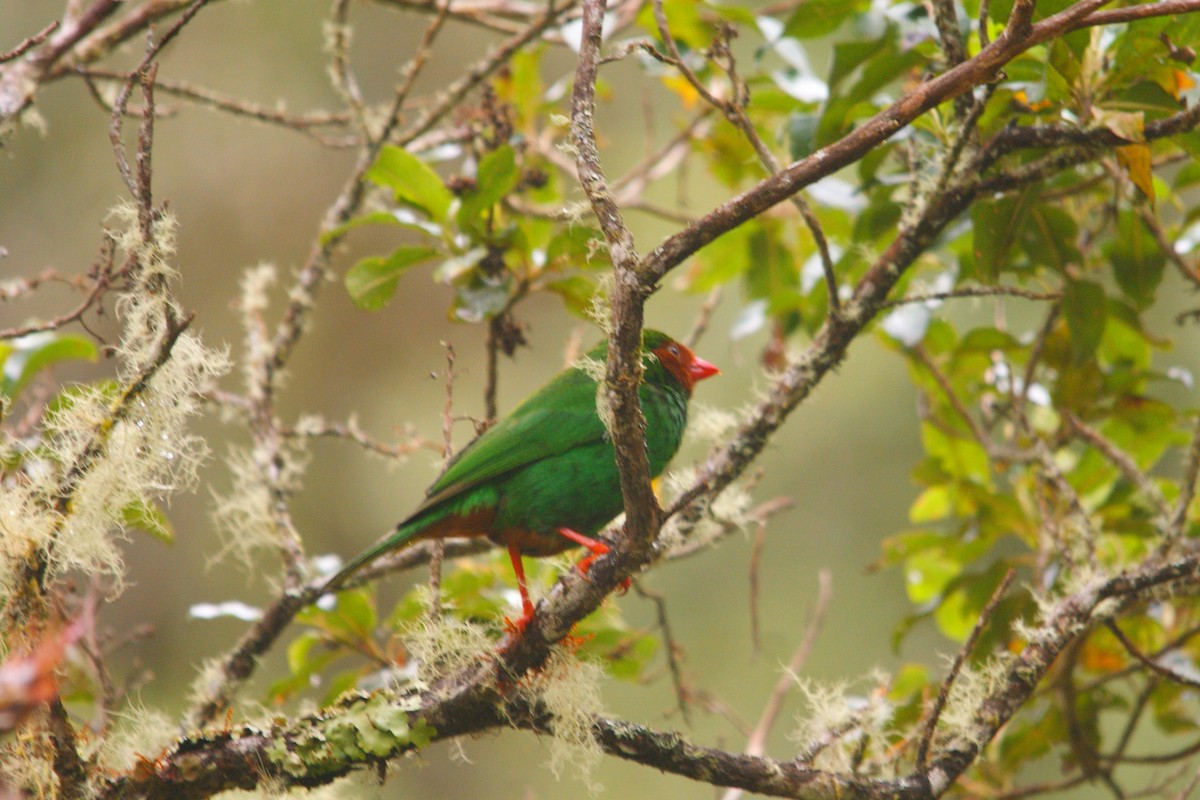 Grass-green Tanager - ML642777978