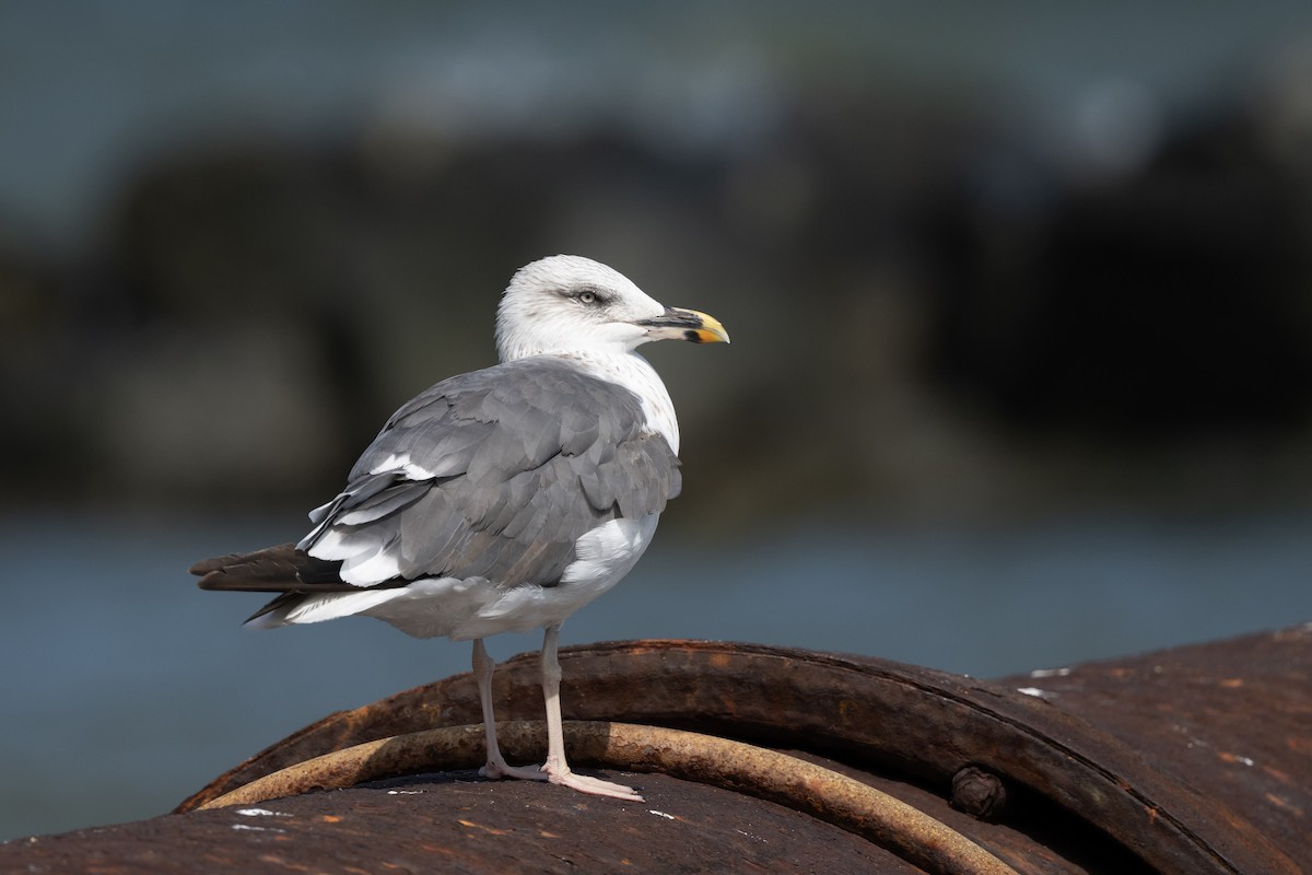 Lesser Black-backed Gull - ML642777979
