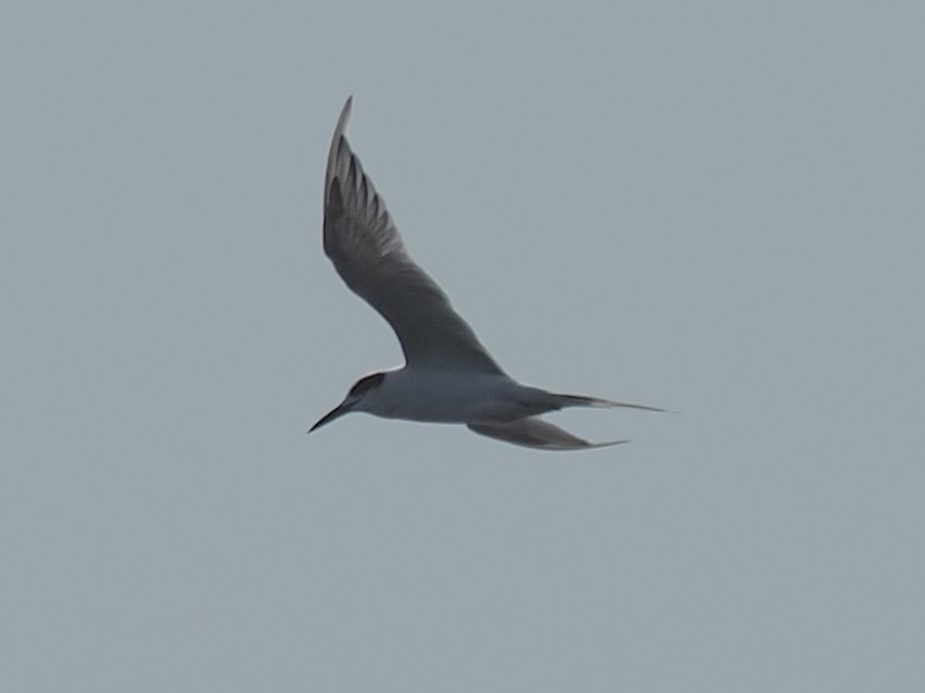 Forster's/Common Tern - ML642777983