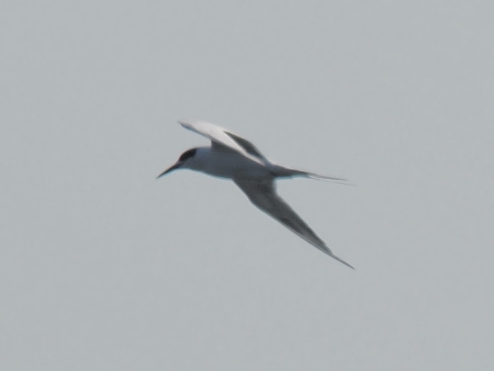 Forster's/Common Tern - ML642777984
