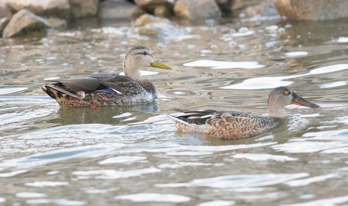 Mexican Duck - ML642777994