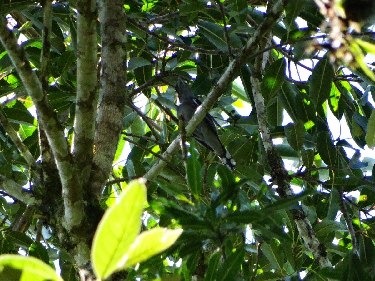 White-winged Becard - ML642777996