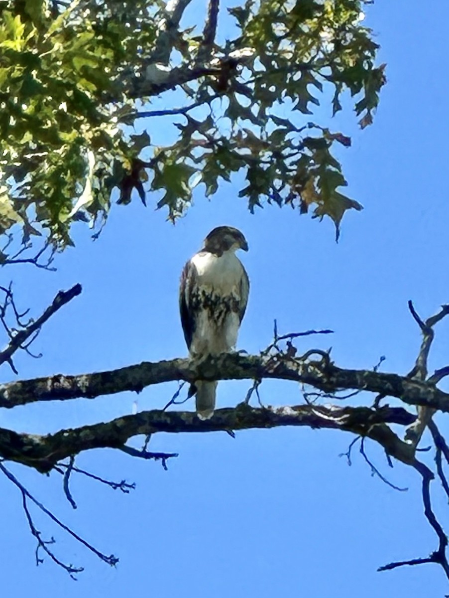 Busardo Colirrojo - ML642778002