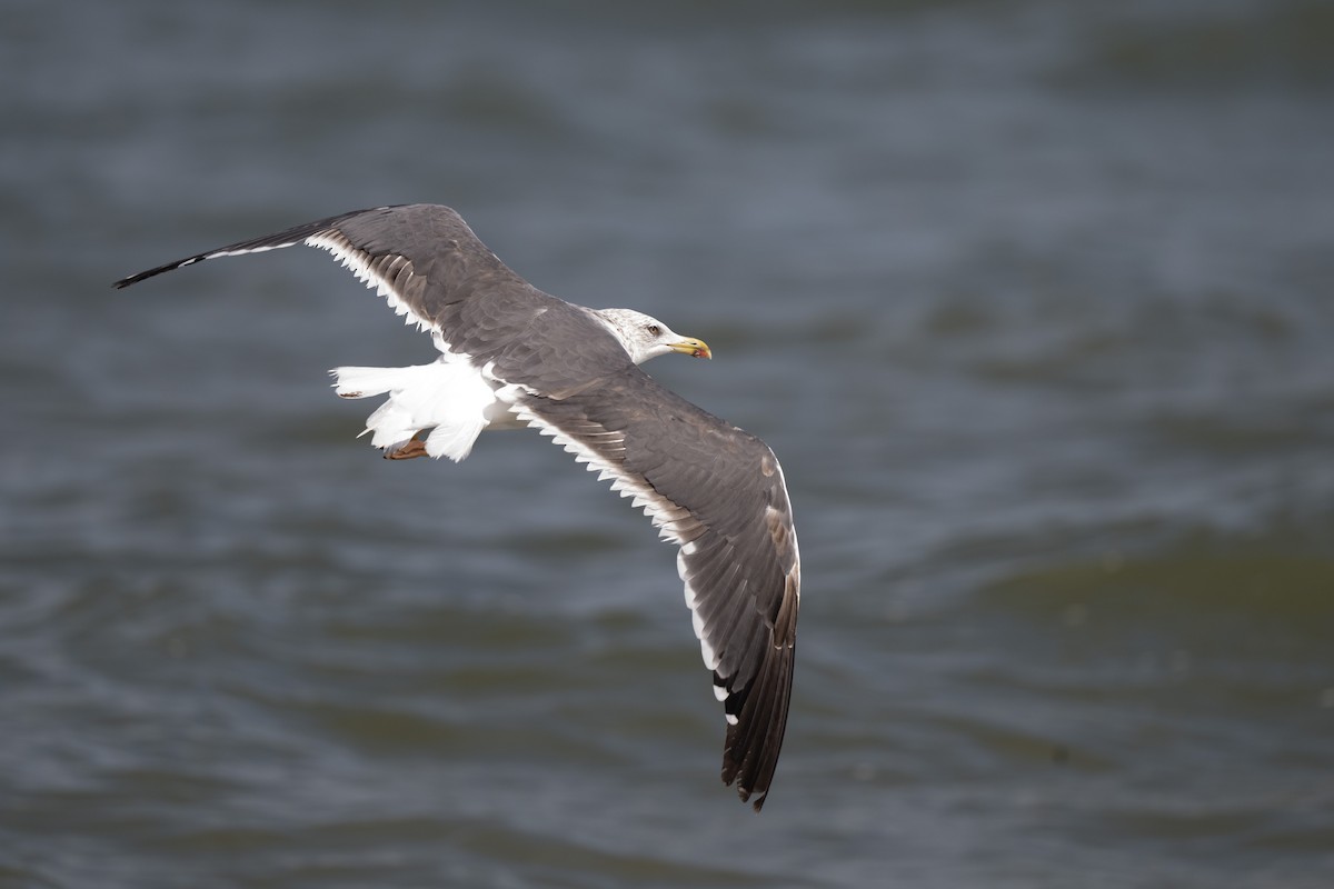 Lesser Black-backed Gull - ML642778003
