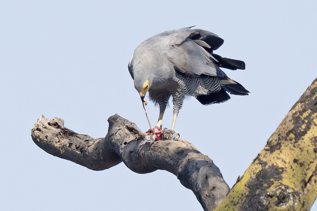 African Harrier-Hawk - ML642778021