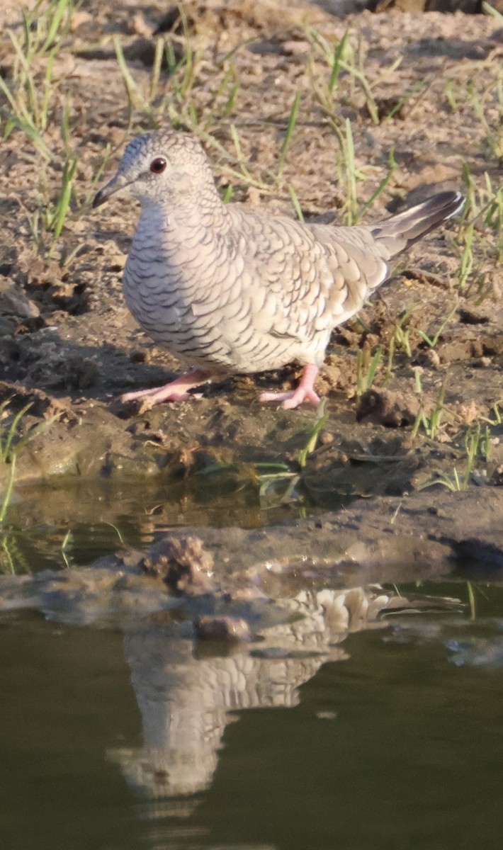 Scaled Dove - ML642778028