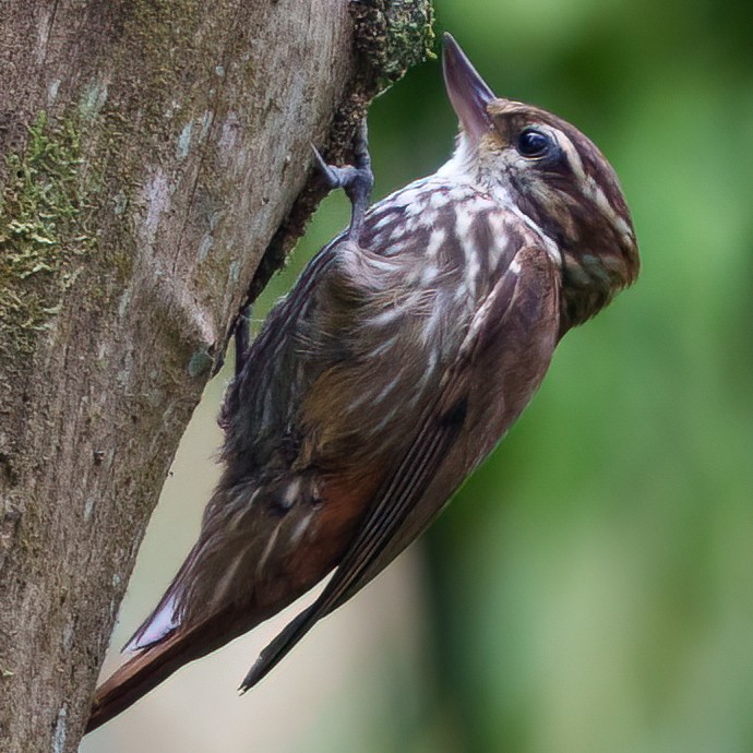 Streaked Xenops - ML642778032