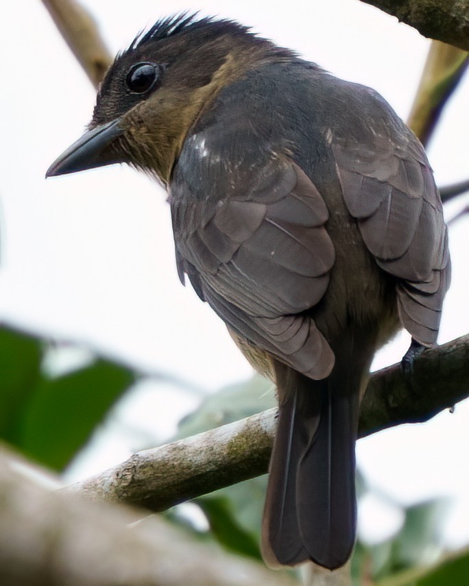Crested Becard - ML642778037