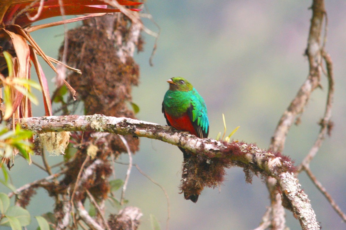 Golden-headed Quetzal - ML642778042