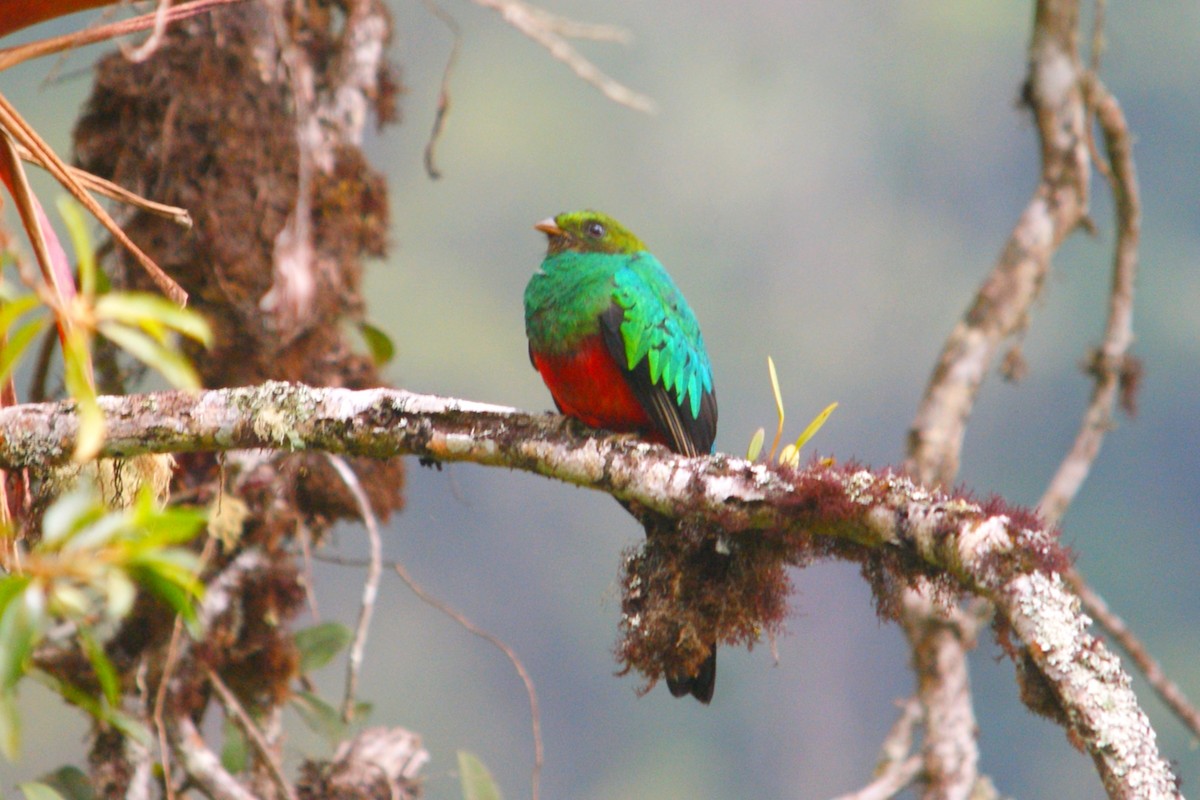 Golden-headed Quetzal - ML642778043