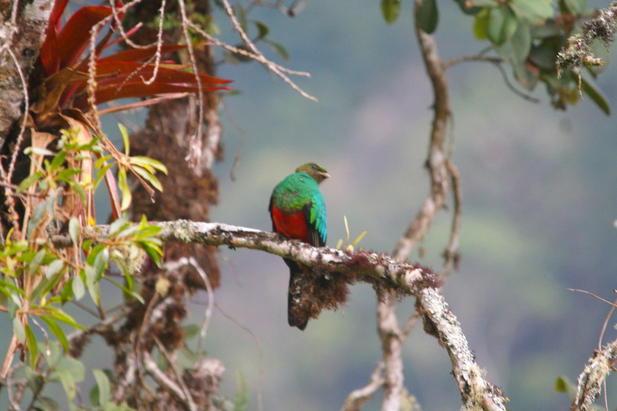 Golden-headed Quetzal - ML642778044
