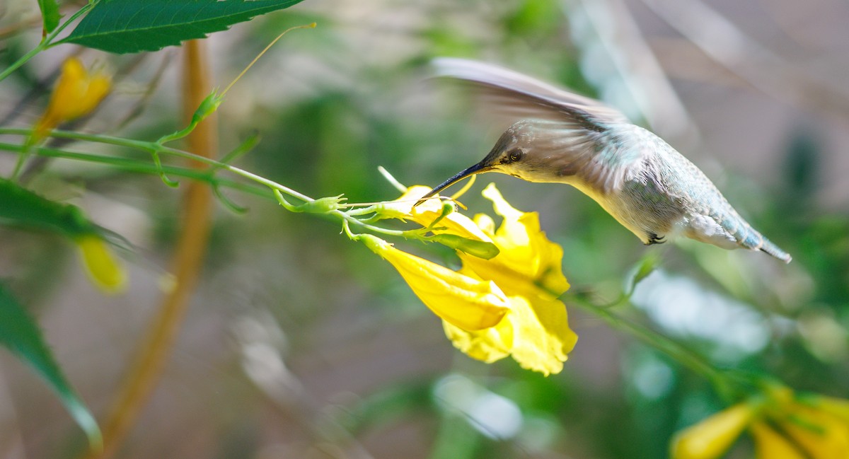 Costa's Hummingbird - ML642778046