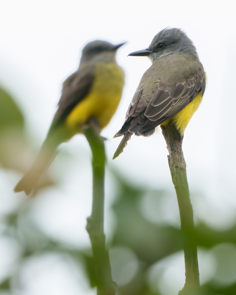 Tropical Kingbird - ML642778047