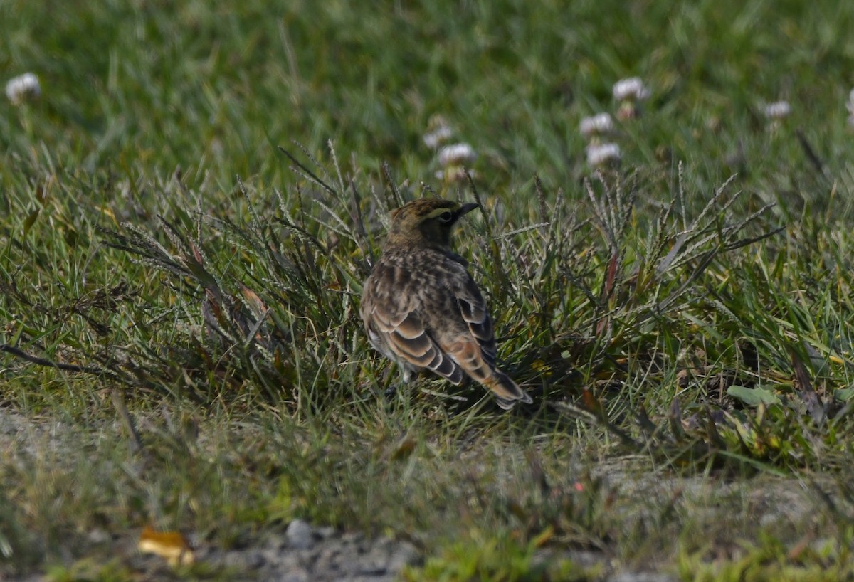 Horned Lark - ML642778056