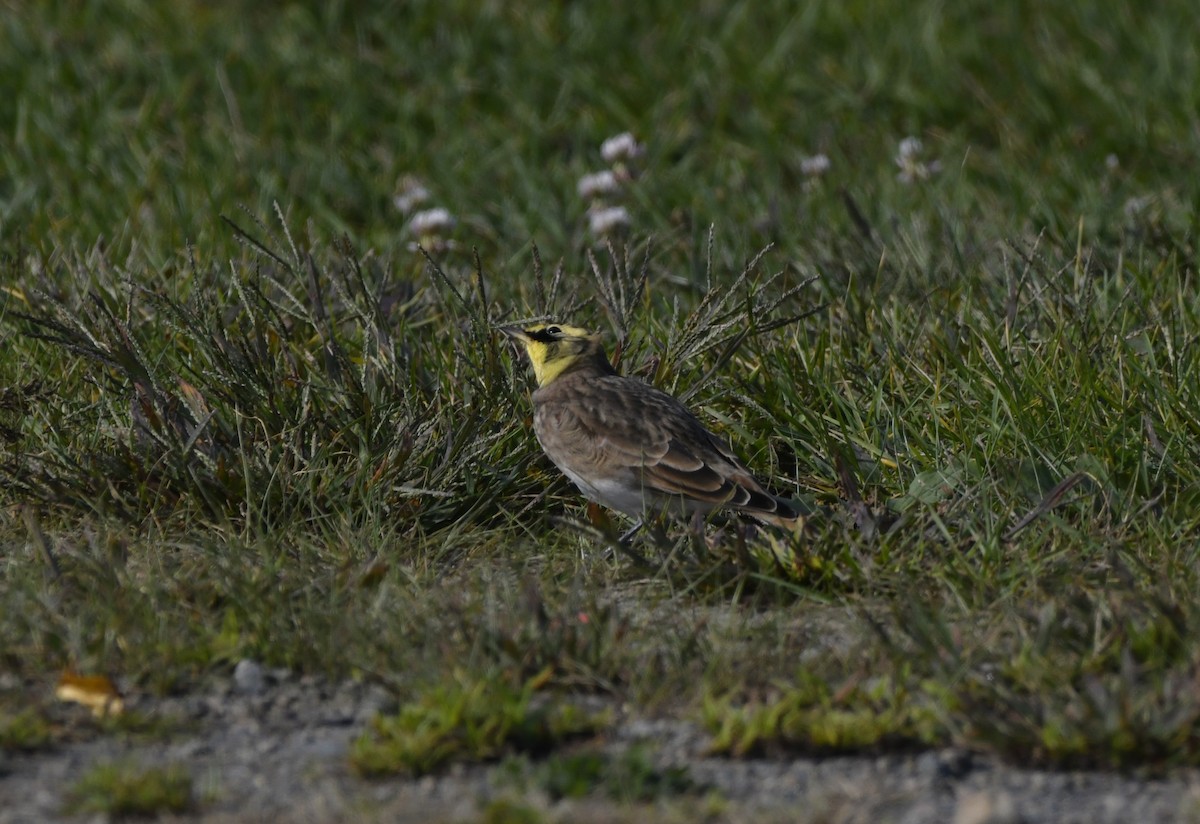 Horned Lark - ML642778057