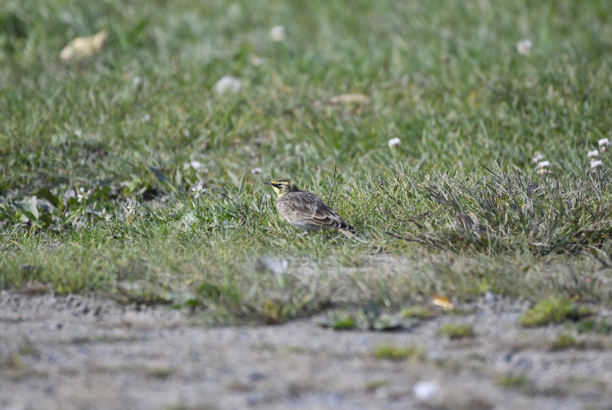 Horned Lark - ML642778058