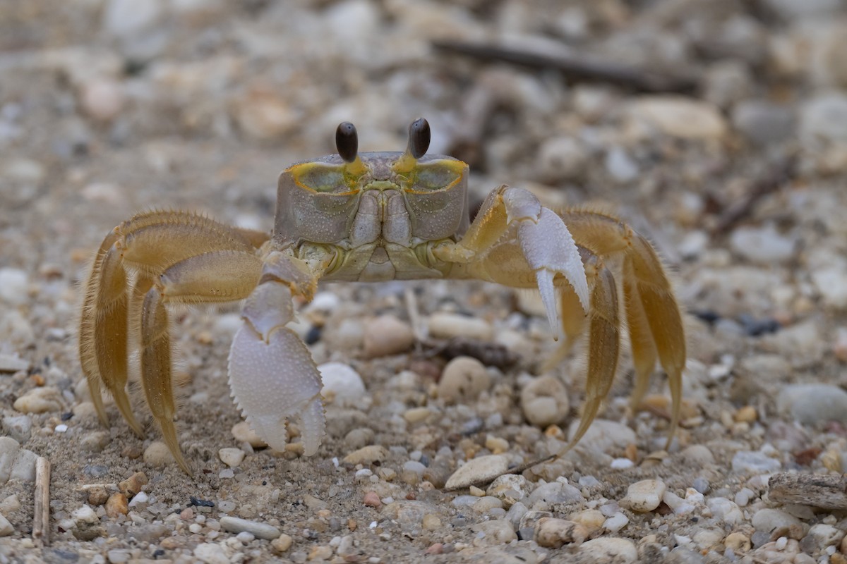 Atlantic Ghost Crab - ML642778063