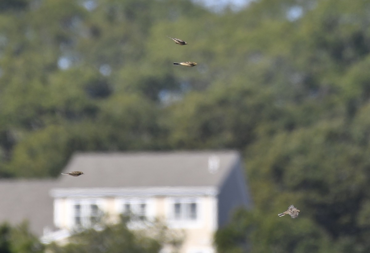 American Pipit - ML642778068