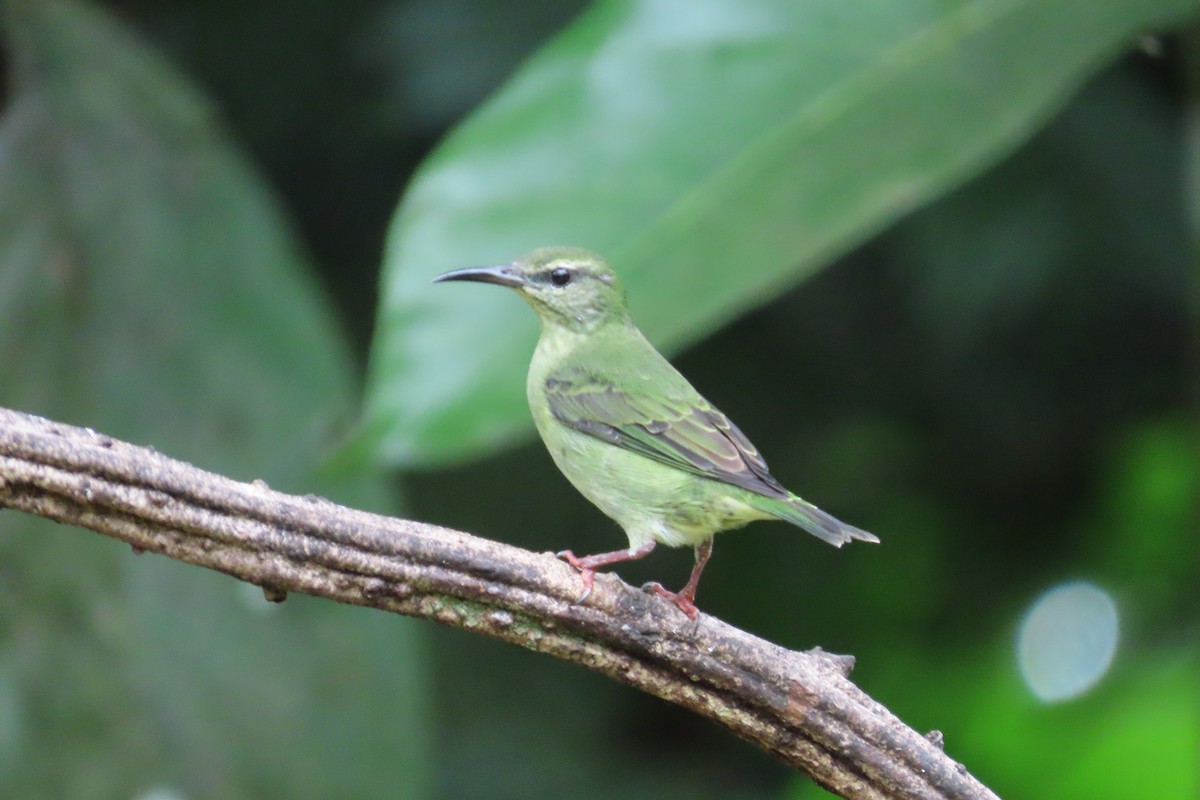 Red-legged Honeycreeper - ML642778070
