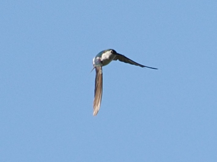 Violet-green Swallow - ML642778078