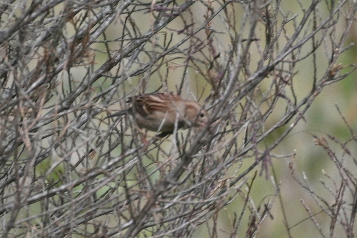 Field Sparrow - ML642778079