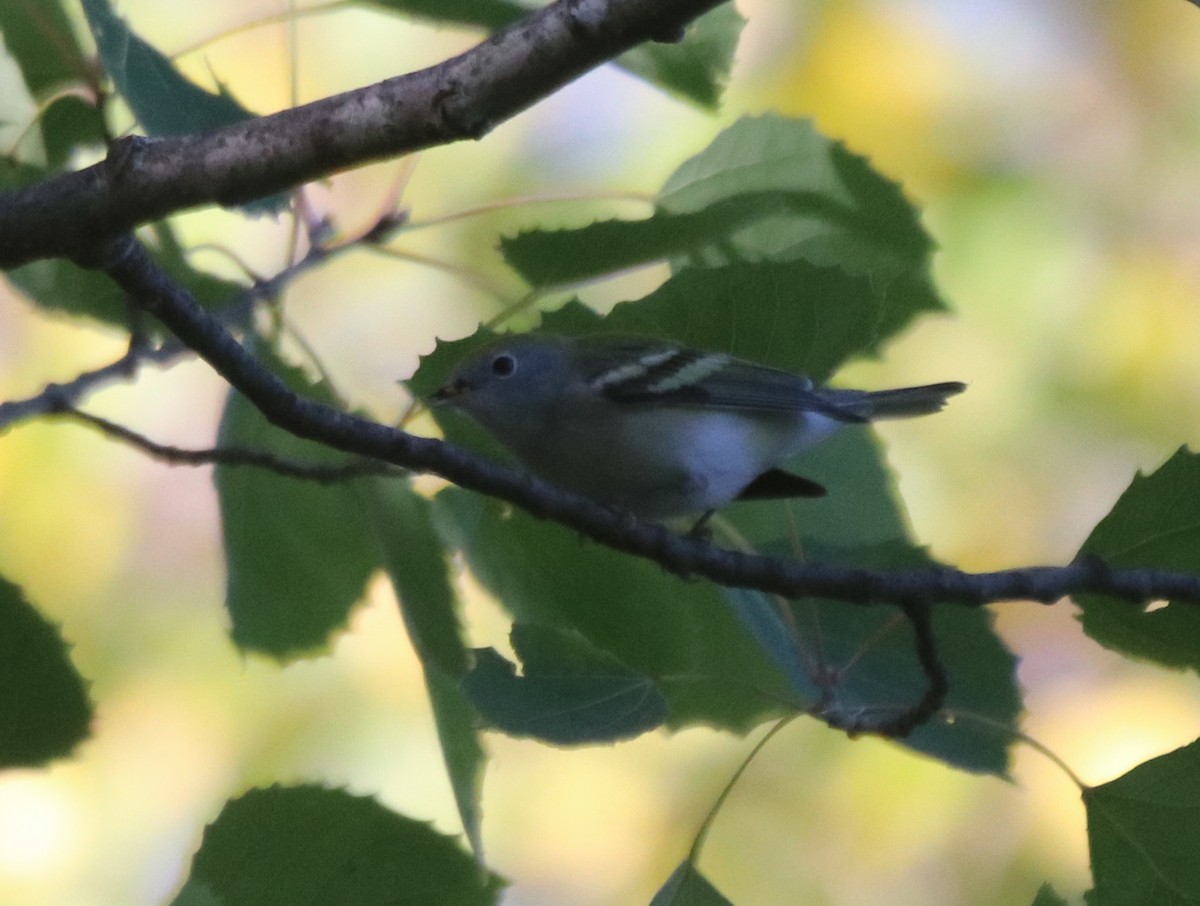 Chestnut-sided Warbler - ML642778080