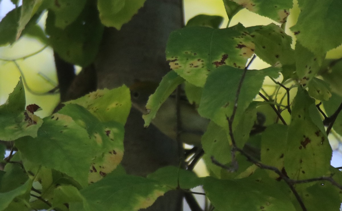 Chestnut-sided Warbler - ML642778081