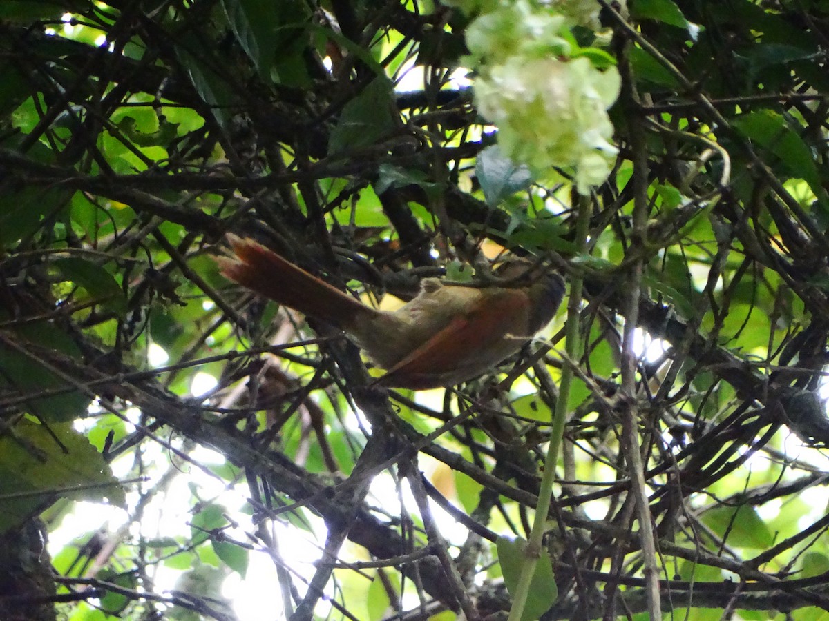 Buff-fronted Foliage-gleaner - ML642778083