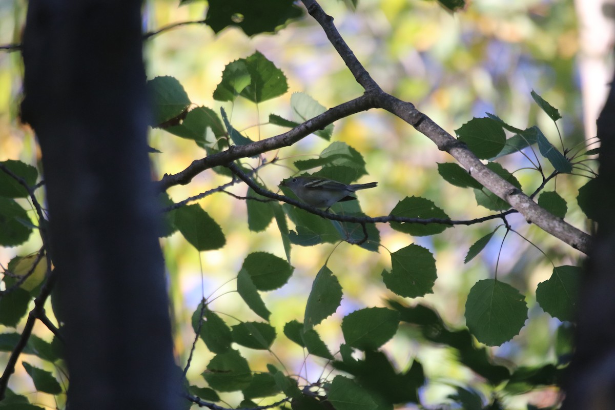 Chestnut-sided Warbler - ML642778088
