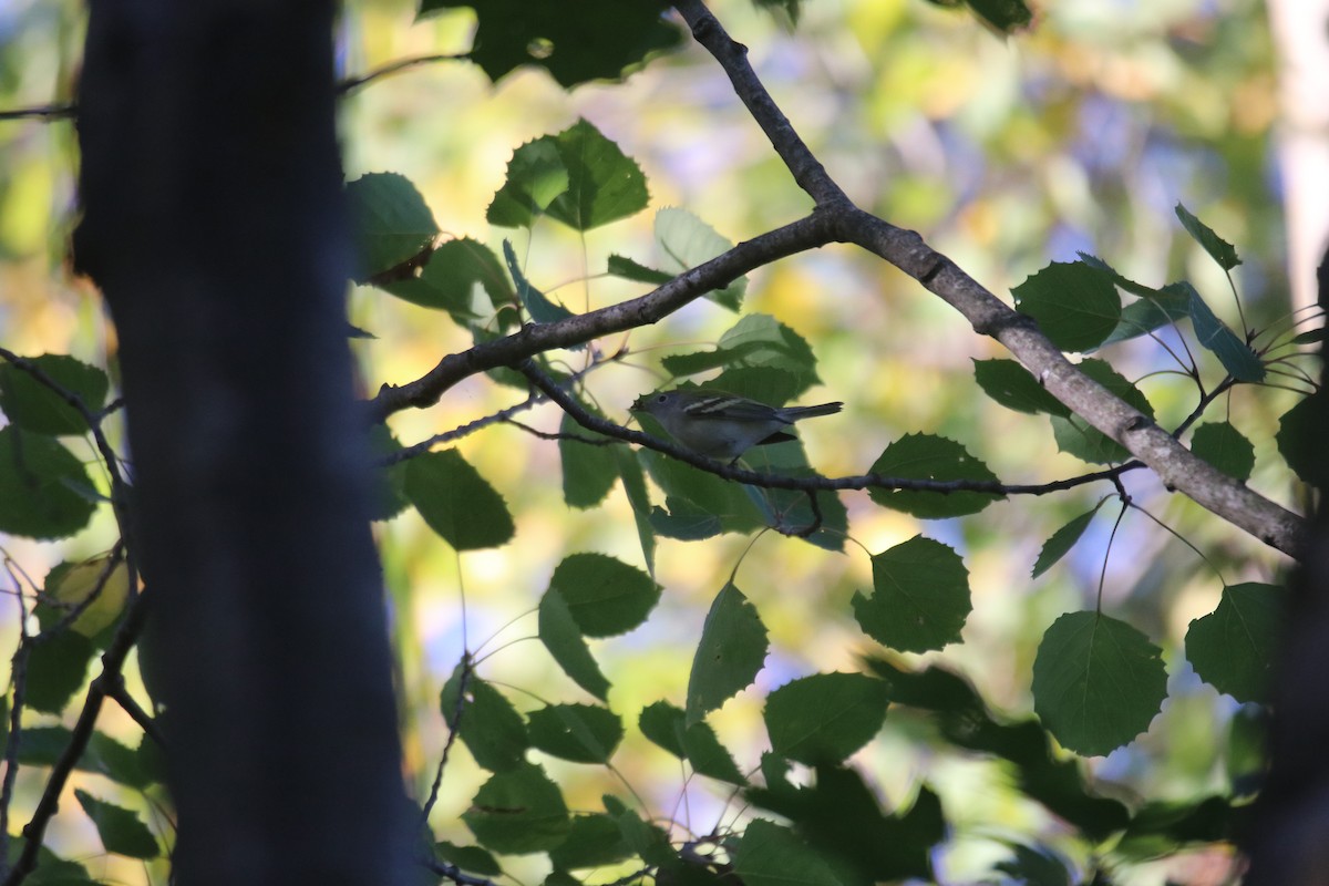 Chestnut-sided Warbler - ML642778094
