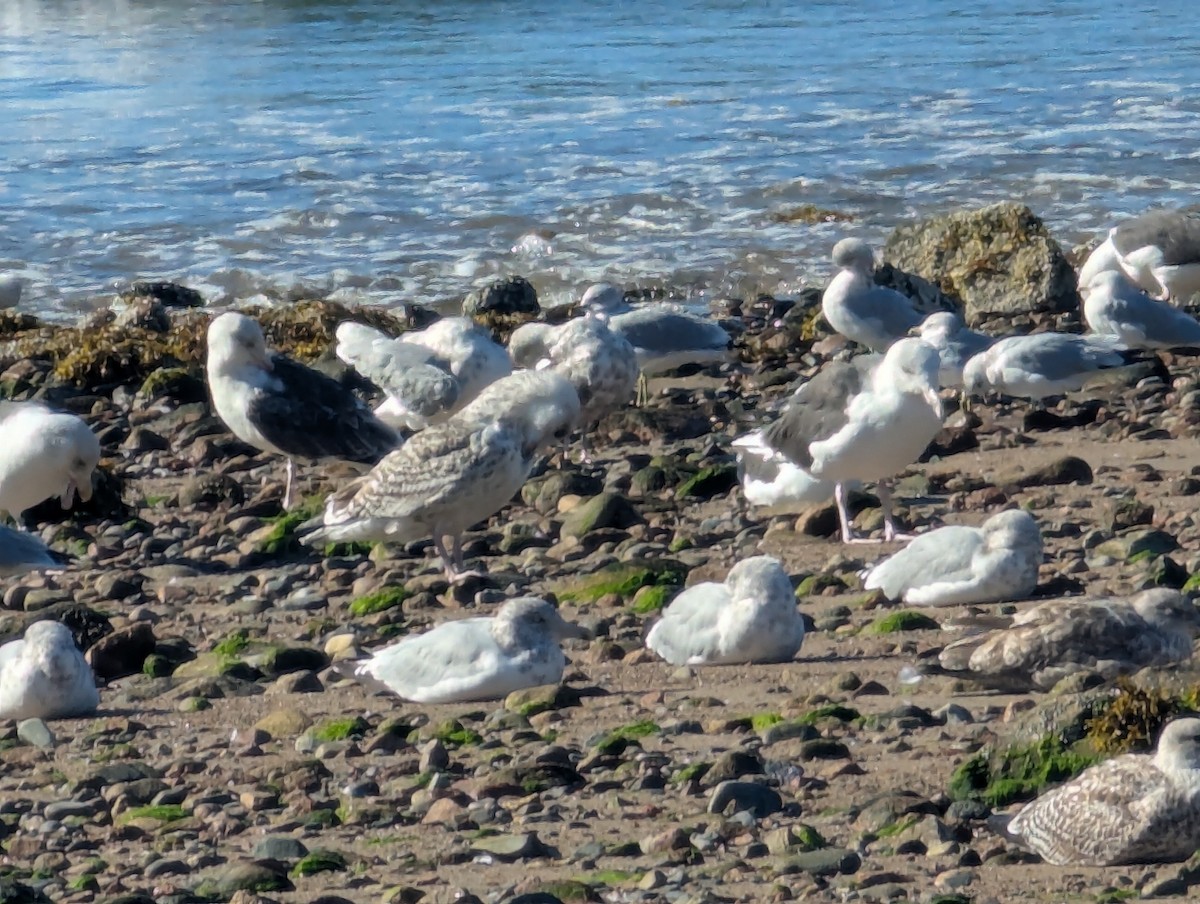 Gavión Atlántico - ML642778097