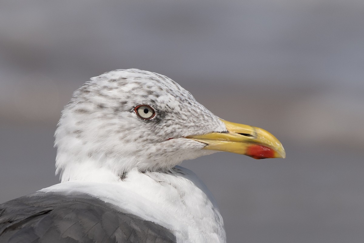 Lesser Black-backed Gull - ML642778102