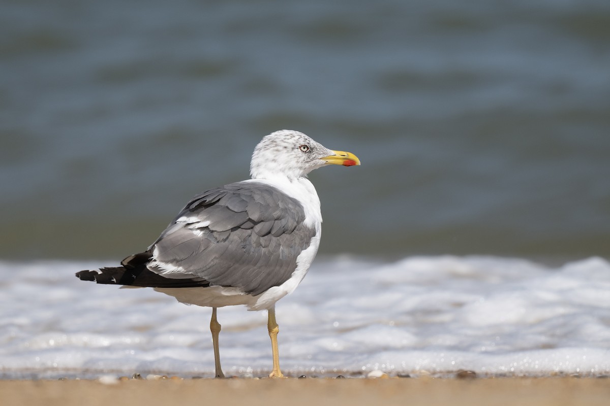 Lesser Black-backed Gull - ML642778103